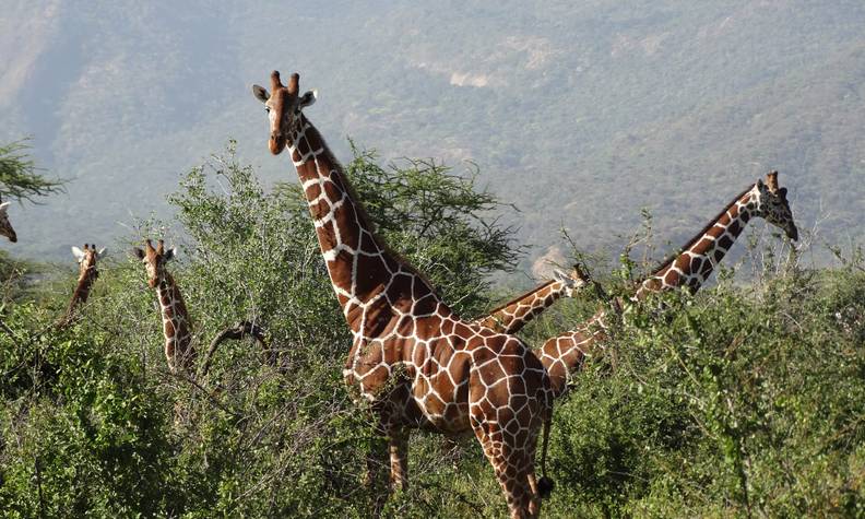 La girafe, un animal sauvage - Photos Futura