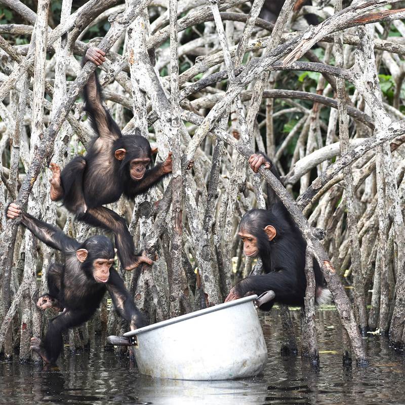 Jeunes chimpanzés en plein nourrissage au parc national de Conkouati-Douli - Programme Help Congo - Beauval Nature