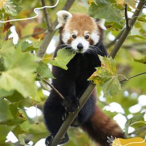 Journée internationale des pandas roux : protégeons leur habitat !