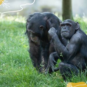 Les chimpanzés à l’honneur !