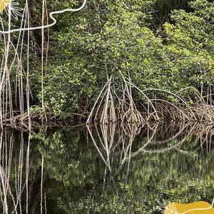 Journée internationale de la mangrove, écosystème en grand danger…