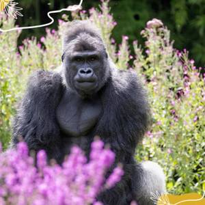 Journée mondiale des gorilles : agissons pour leur préservation !